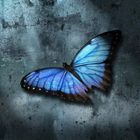 ~Blue Butterfly~