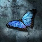 ~Blue Butterfly~