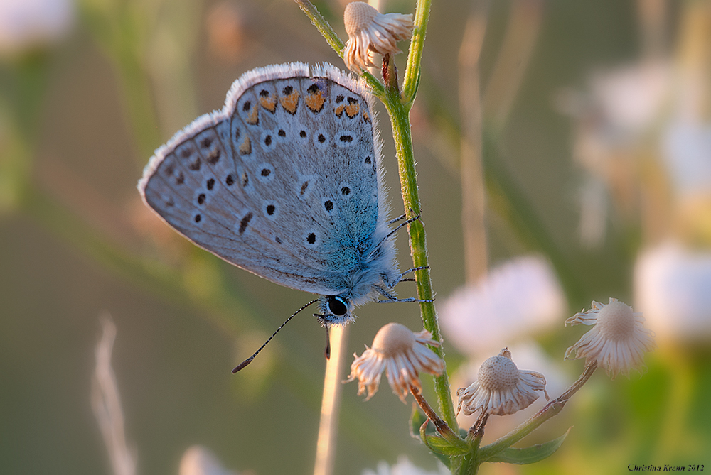 blue butterfly