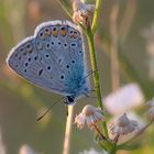 blue butterfly