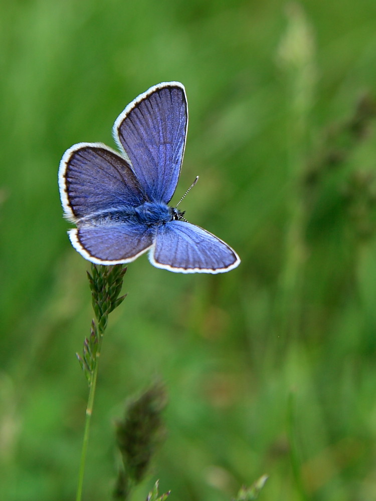 Blue Butterfly (2)