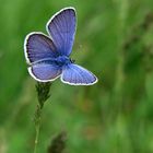 Blue Butterfly (2)