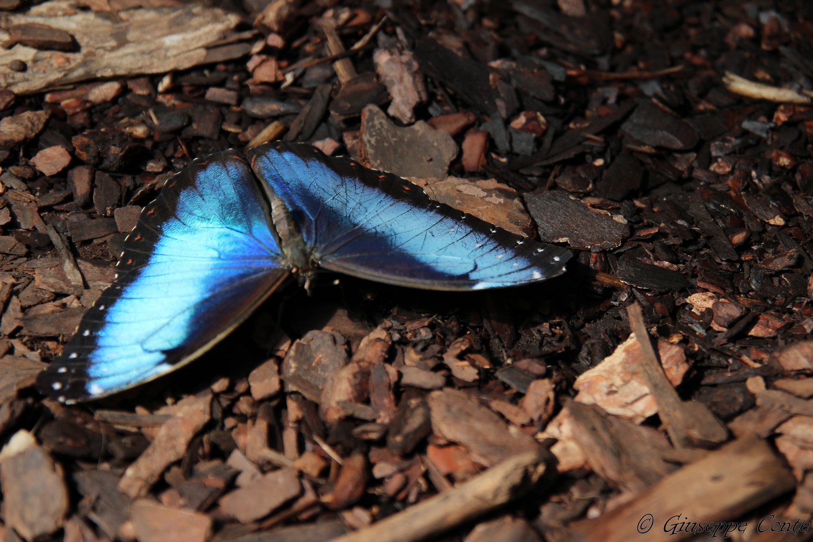 Blue butterfly