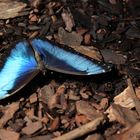 Blue butterfly