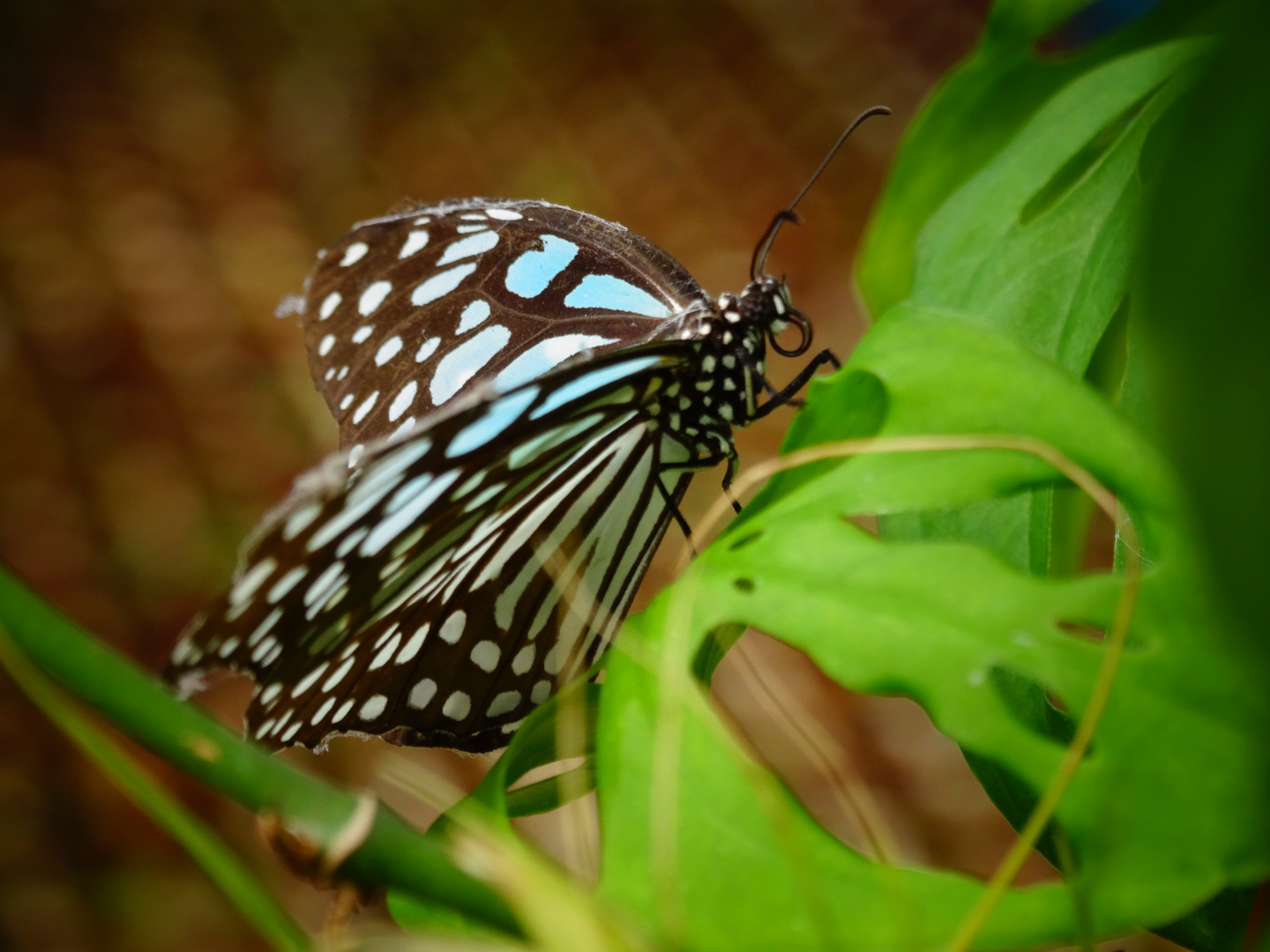 blue butterfly