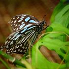 blue butterfly