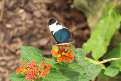 Blue butterfly