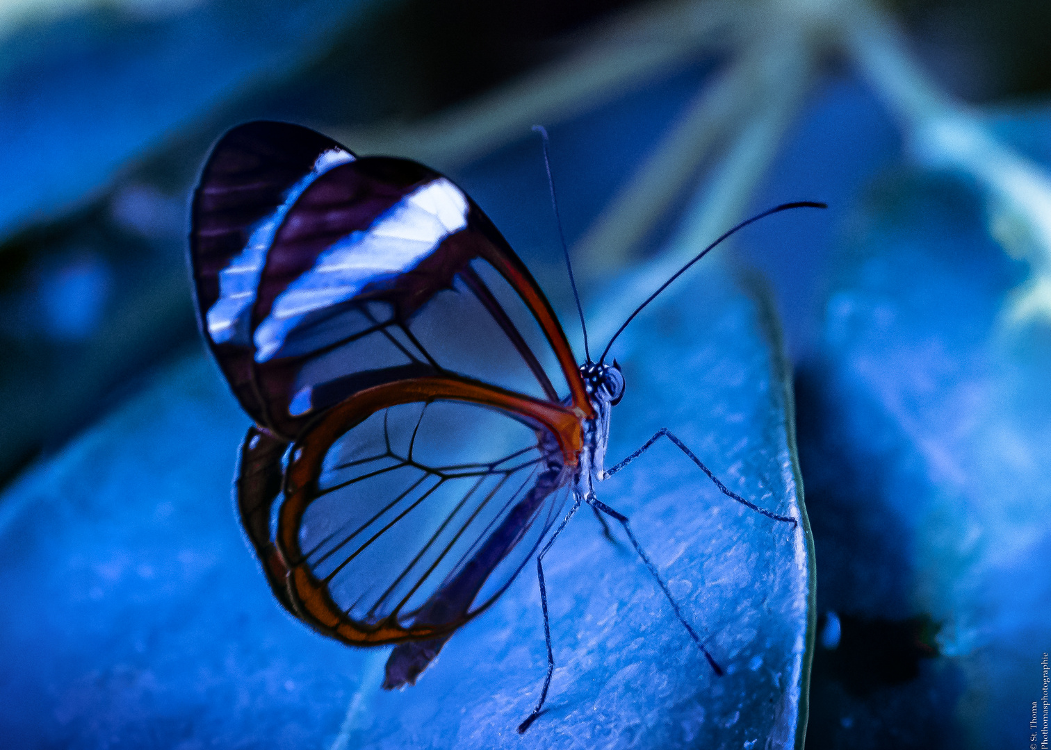 Blue Butterfly