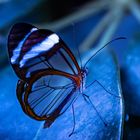 Blue Butterfly