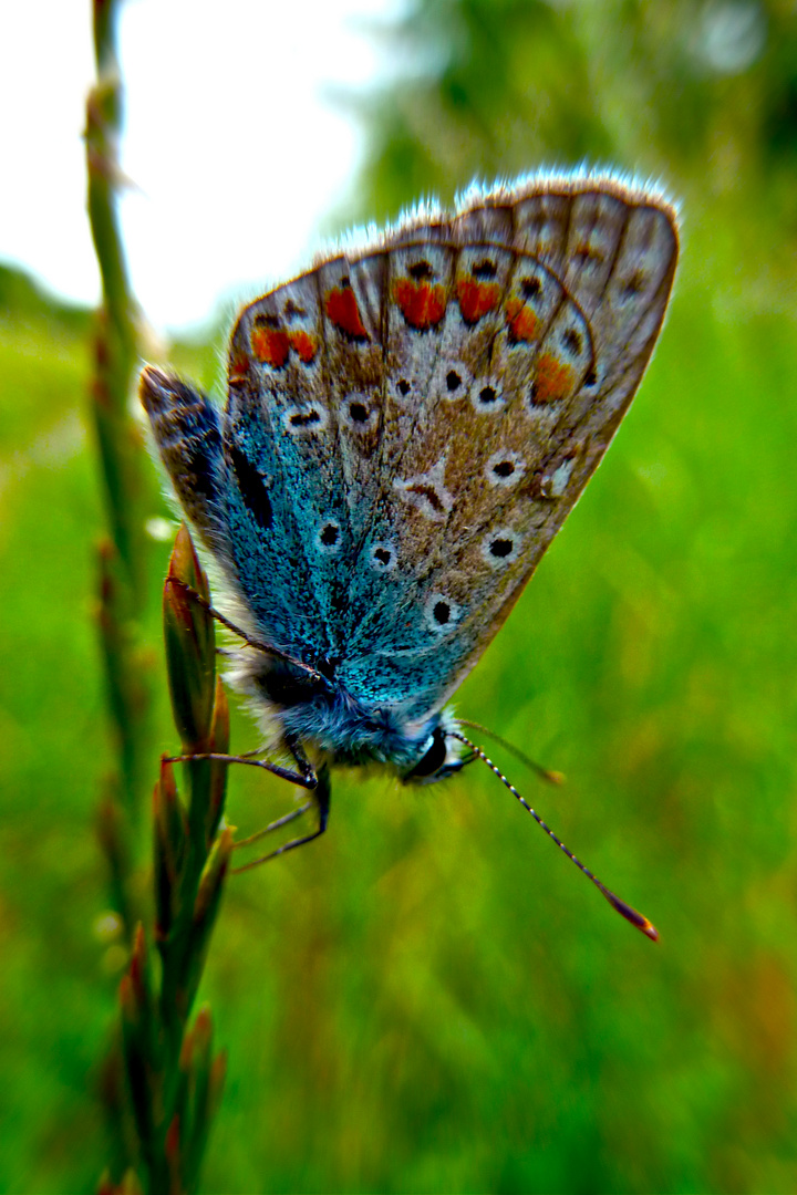 Blue Butterfly