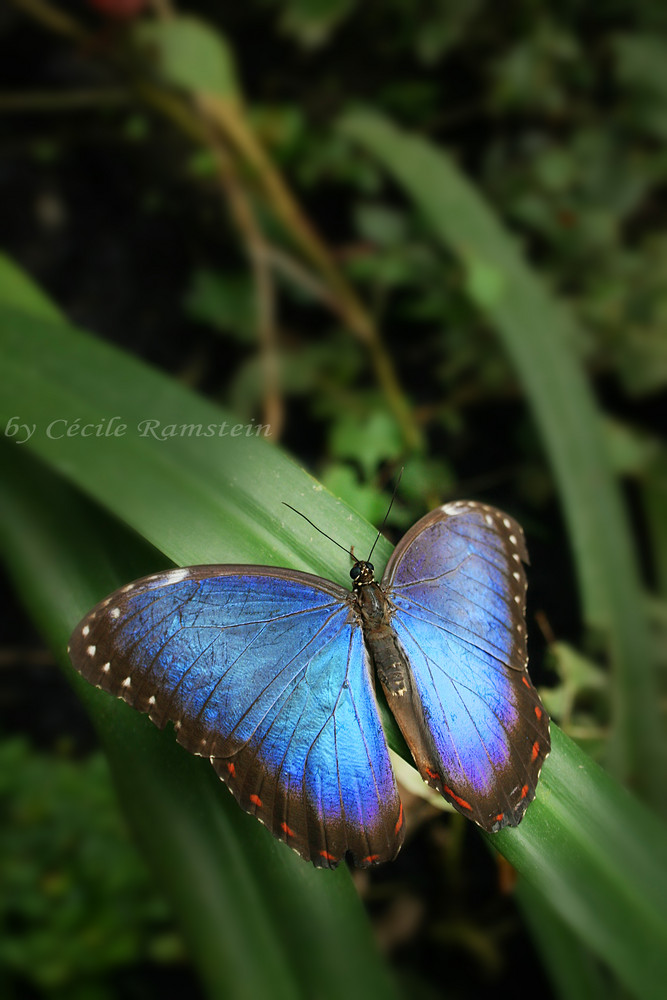 blue butterfly.. :-)