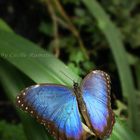 blue butterfly.. :-)