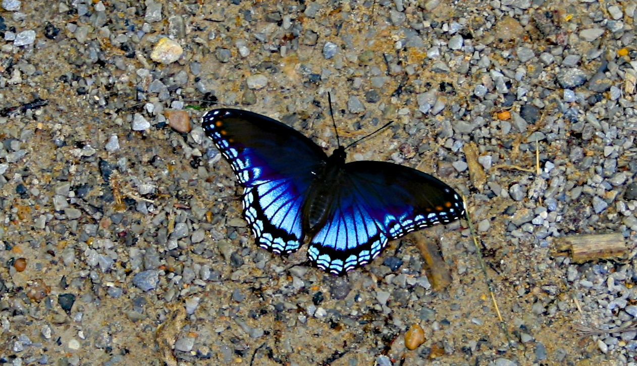 Blue Butterfly