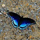 Blue Butterfly