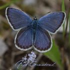 Blue Butterfly