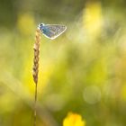 Blue butterfly at sunrise