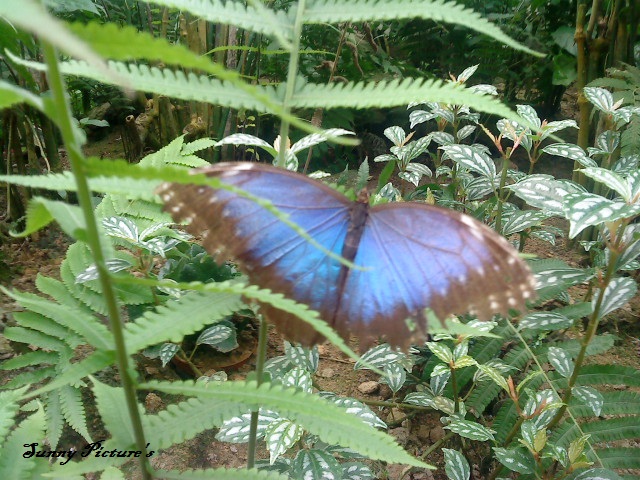 blue Butterfly