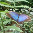 blue Butterfly