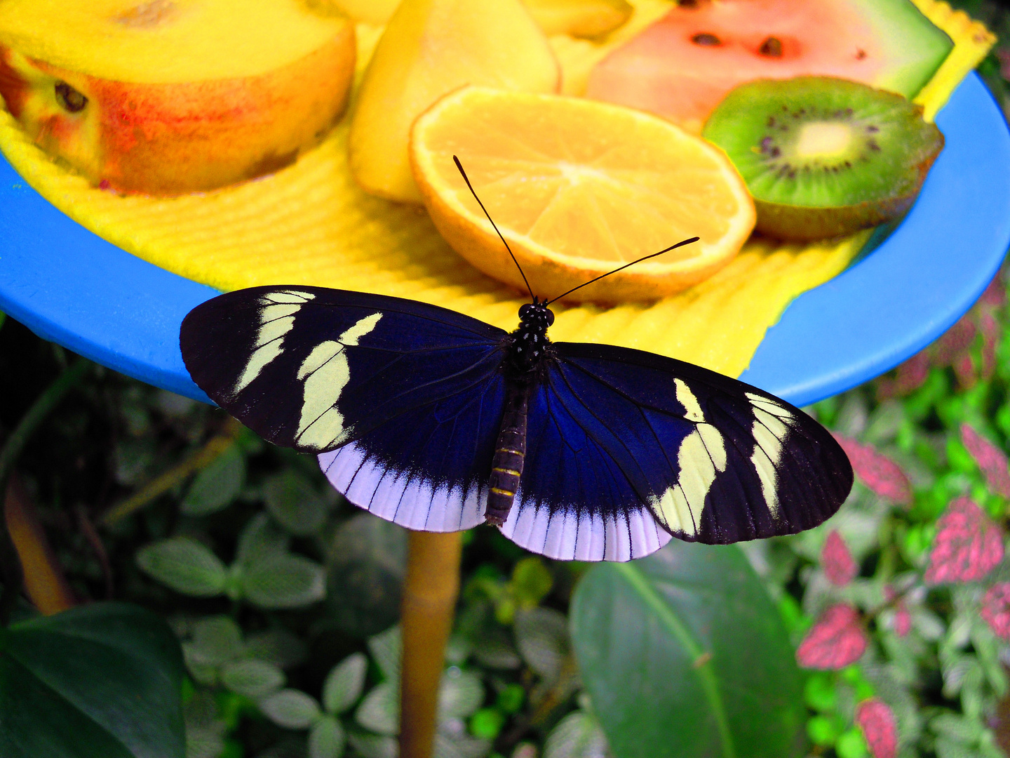 Blue Butterfly