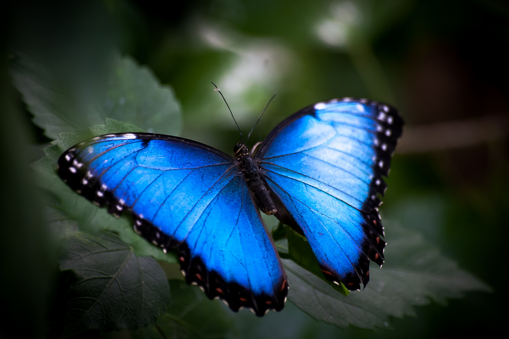 Blue Butterfly