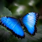 Blue Butterfly