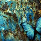 blue butterfly