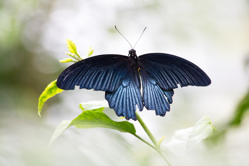 Blue Butterfly