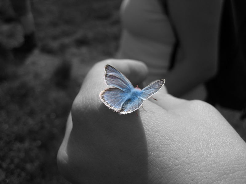 blue butterfly - Colorkey