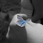 blue butterfly - Colorkey