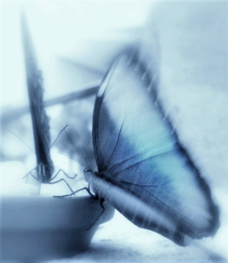 Blue Butterfly