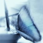 Blue Butterfly