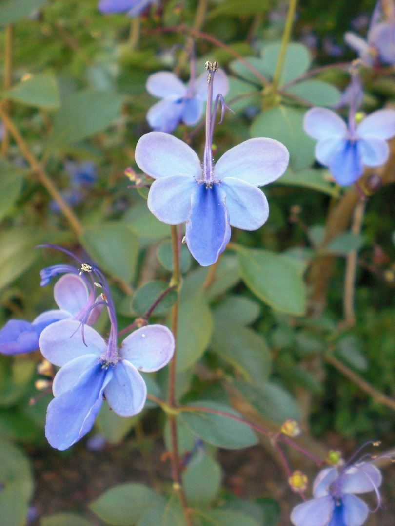 Blue Butterfly Flower