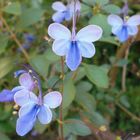 Blue Butterfly Flower