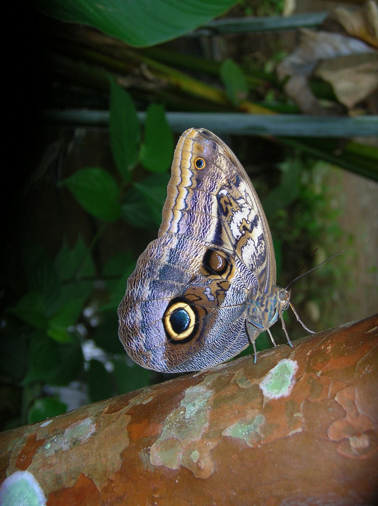 Blue butterfly,costa rica