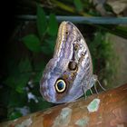 Blue butterfly,costa rica