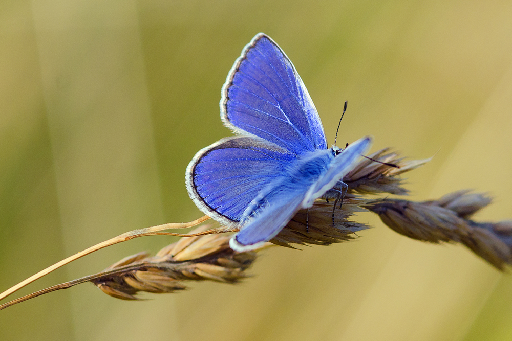 Blue Butterfly....fly fly fly