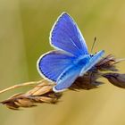 Blue Butterfly....fly fly fly