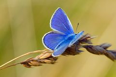 Blue Butterfly....fly fly fly