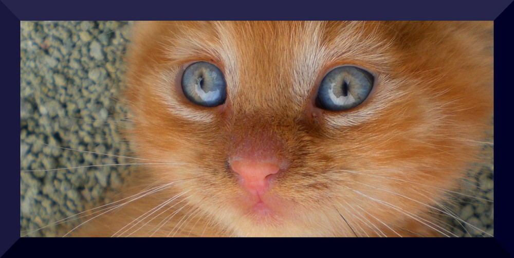 Blue (Cat) Eyes
