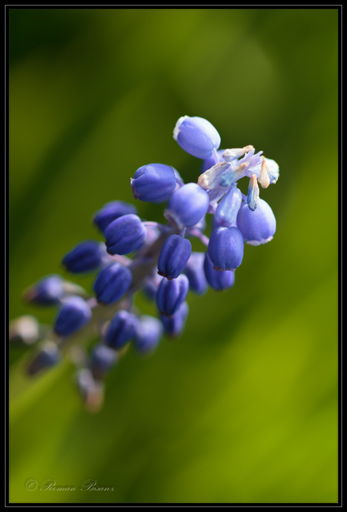 blue chandelier