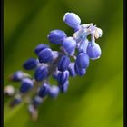 blue chandelier