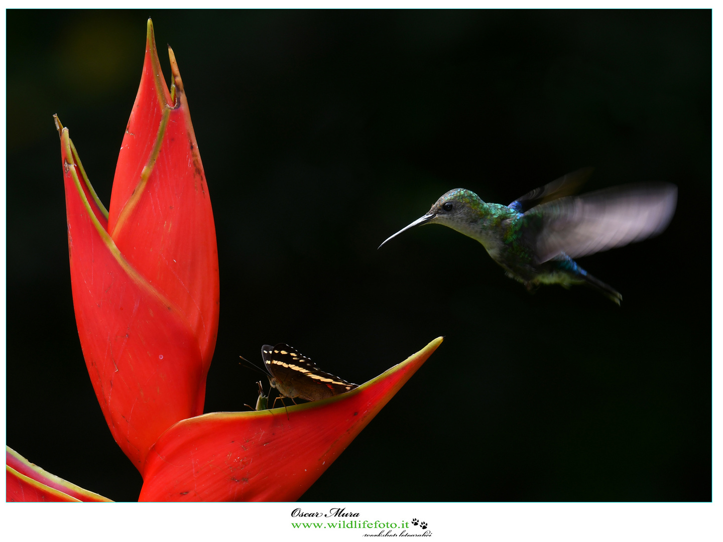 Blue-chested Hummingbird Costarica www.wildlifefoto.it 