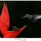 Blue-chested Hummingbird Costarica www.wildlifefoto.it 