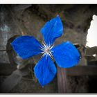 Blue Clematis