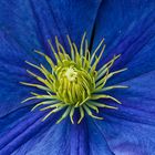 blue clematis