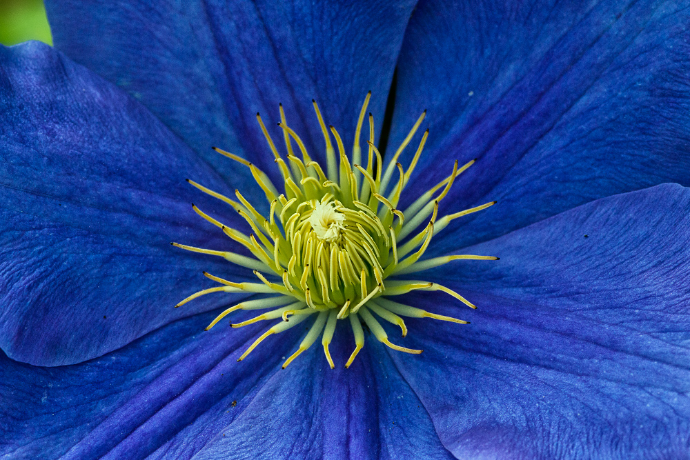 blue clematis