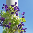 Blue Clematis Dream