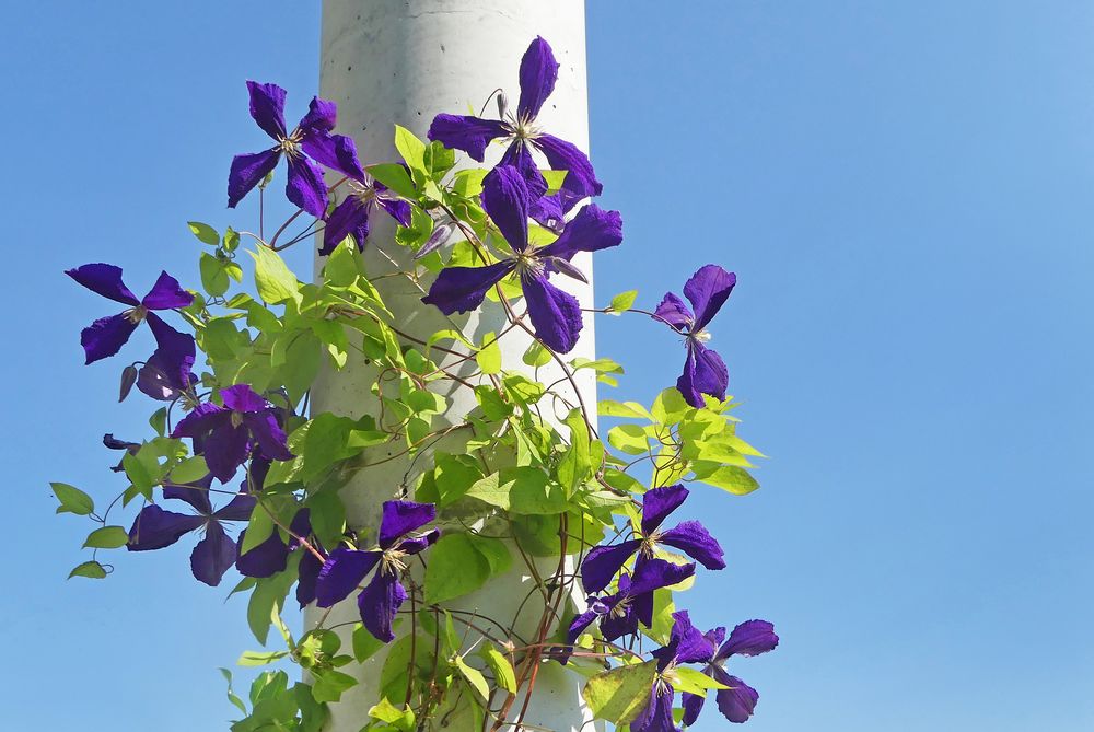 Blue Clematis Dream