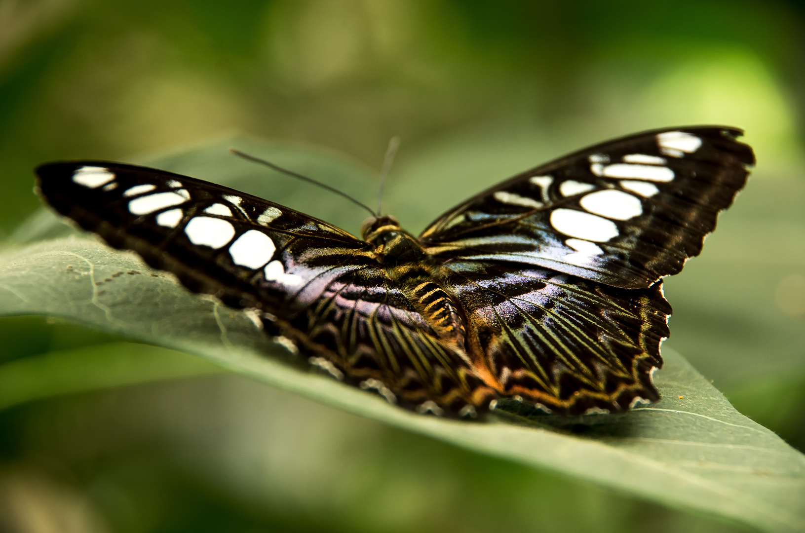 Blue Clipper