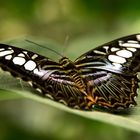 Blue Clipper